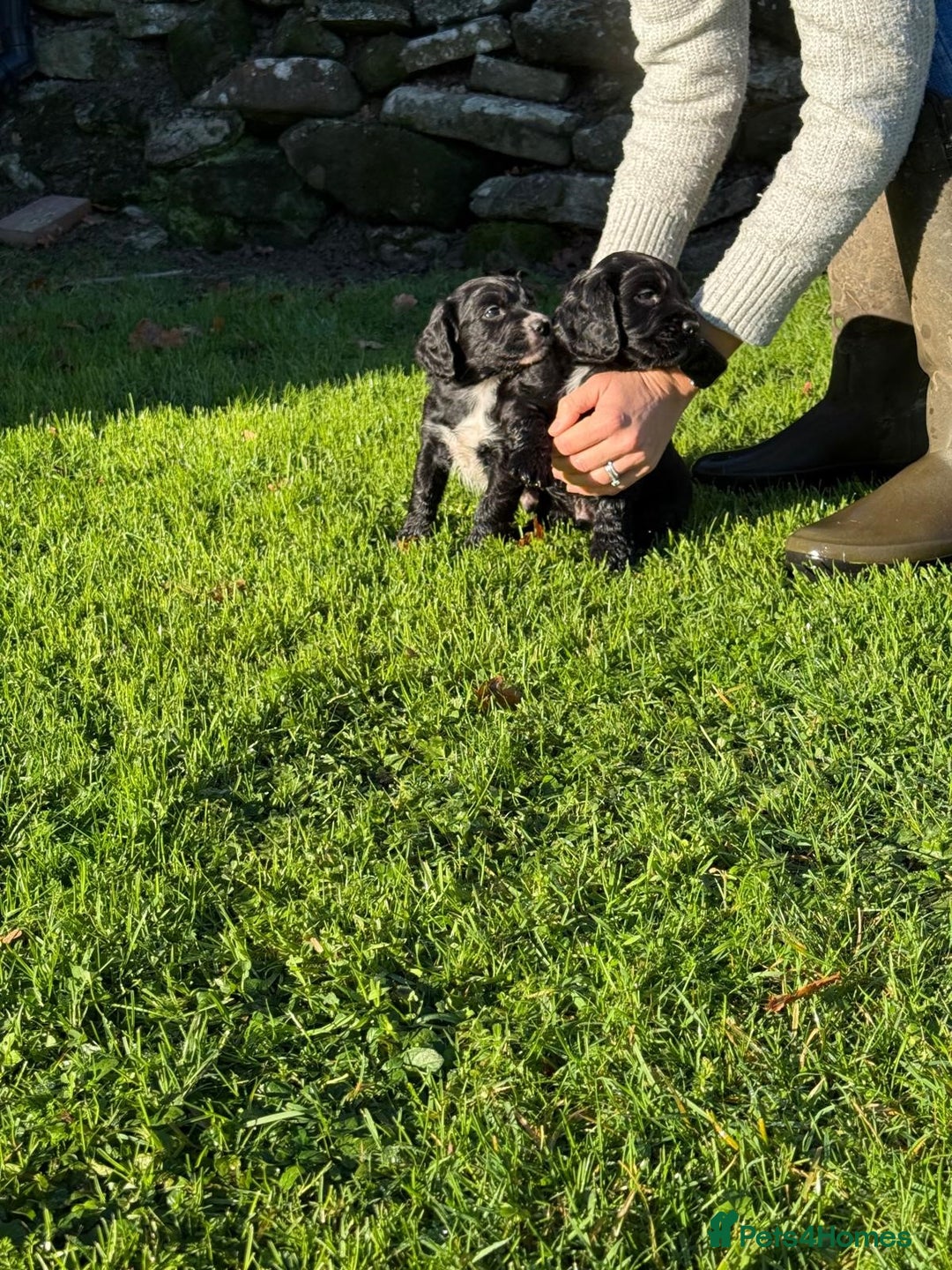 Cocker Spaniel dogs for sale: Working cocker spaniel puppies  - Advert 14
