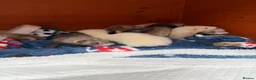 Ferret rodents for sale: 9 Gorgeous Ferret Kits - Advert 7