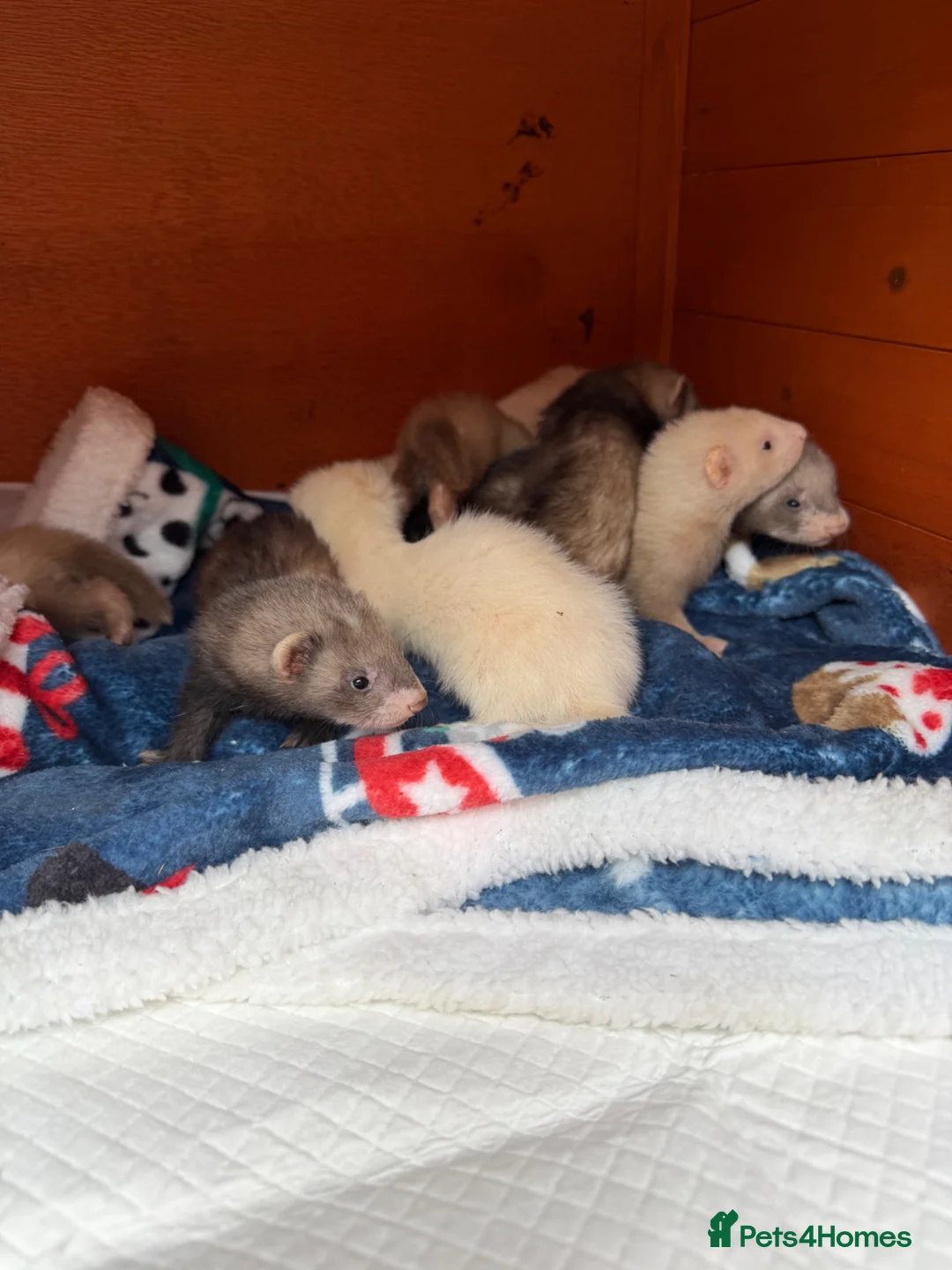Ferret rodents for sale: 9 Gorgeous Ferret Kits - Advert 7