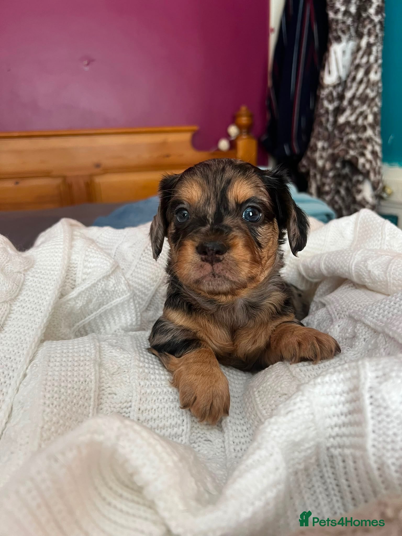 Mixed Breed dogs Miniature Daschund X Frenchie puppies - Advert 6