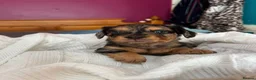 Mixed Breed dogs for sale: Daschund X Frenchie Only 2 left! - Advert 9