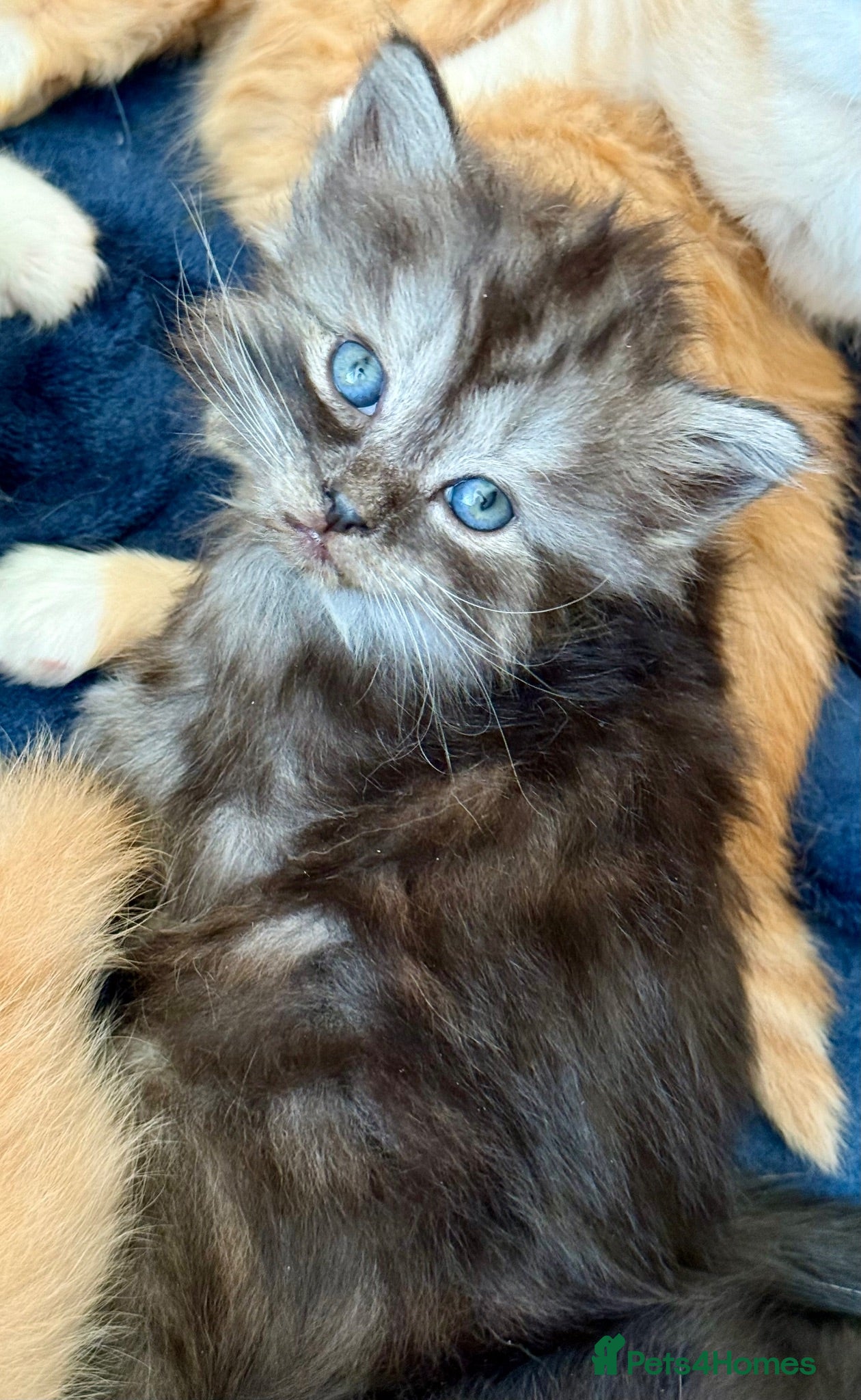 Siberian cats Hypoallergenic Pedigree Siberian kittens  - Advert 5