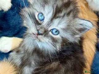 Siberian cats Hypoallergenic Pedigree Siberian kittens - Advert 5