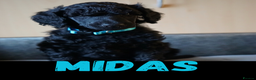 Standard Poodle dogs for sale: Champion sired standard poodles  - Advert 7