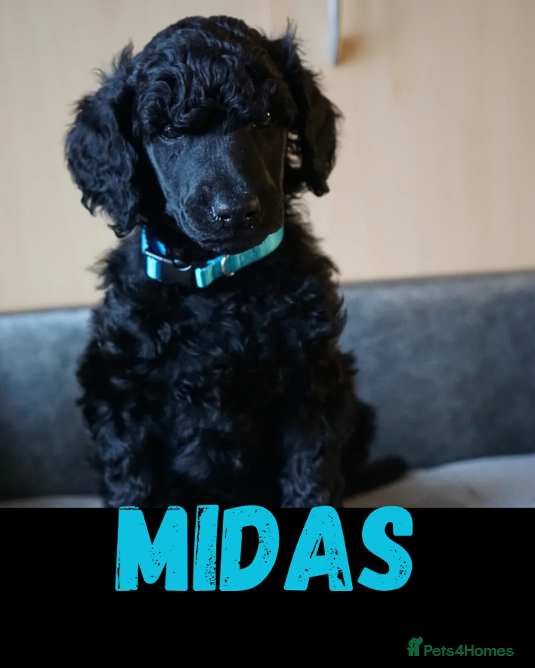 Standard Poodle dogs for sale: Champion sired standard poodles  - Advert 14