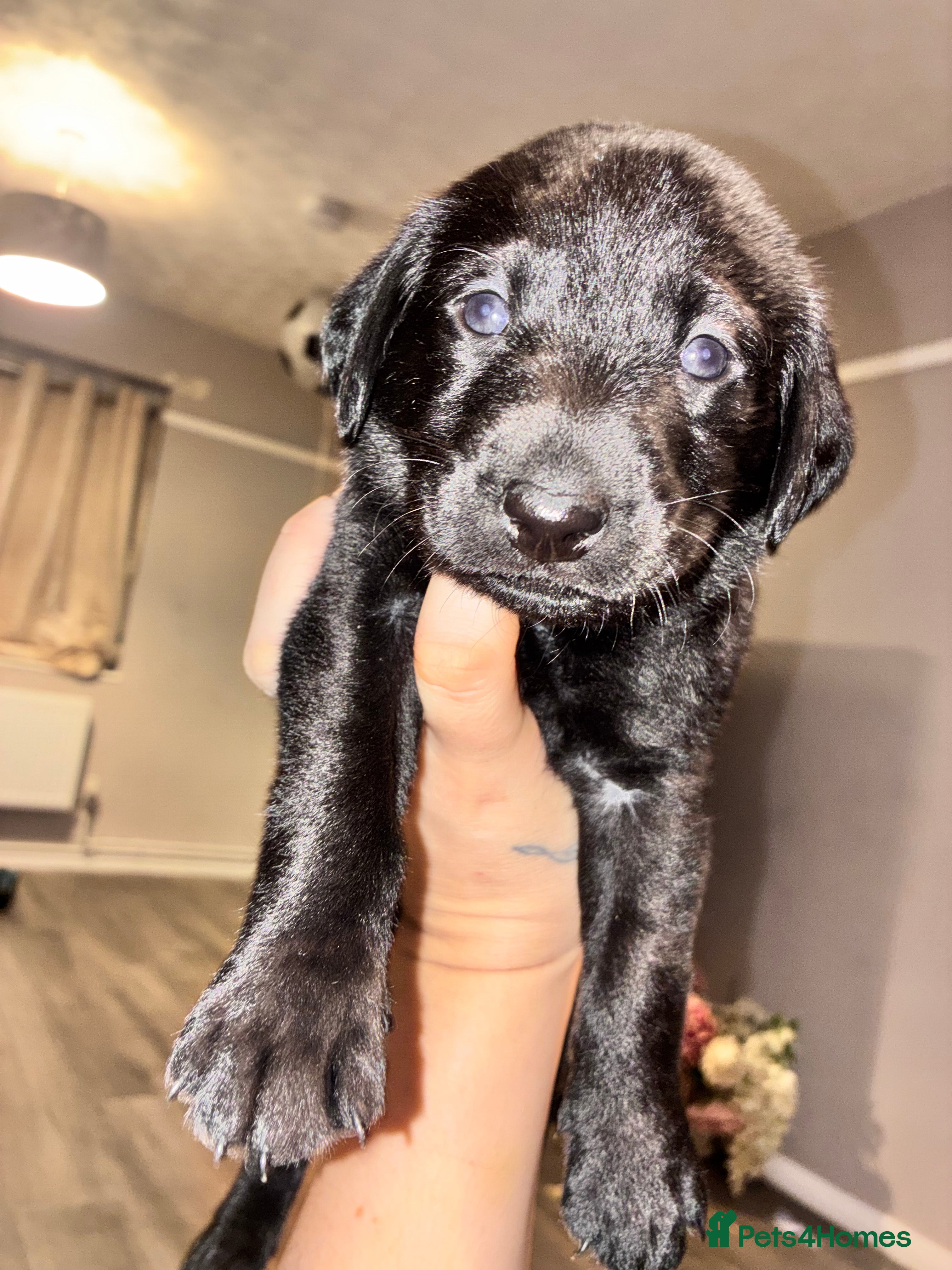 Labrador Retriever dogs 🖤STUNNING KC REGISTERED PEDIGREE LABRADOR PUPPIES - Advert 10