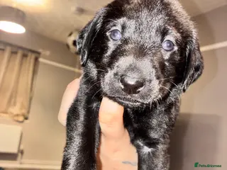 Labrador Retriever dogs 🖤STUNNING KC REGISTERED PEDIGREE LABRADOR PUPPIES - Advert 10