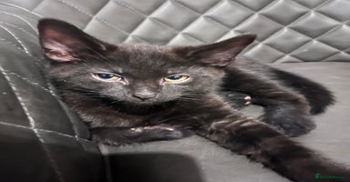 Mixed Breed cats - Advert 5
