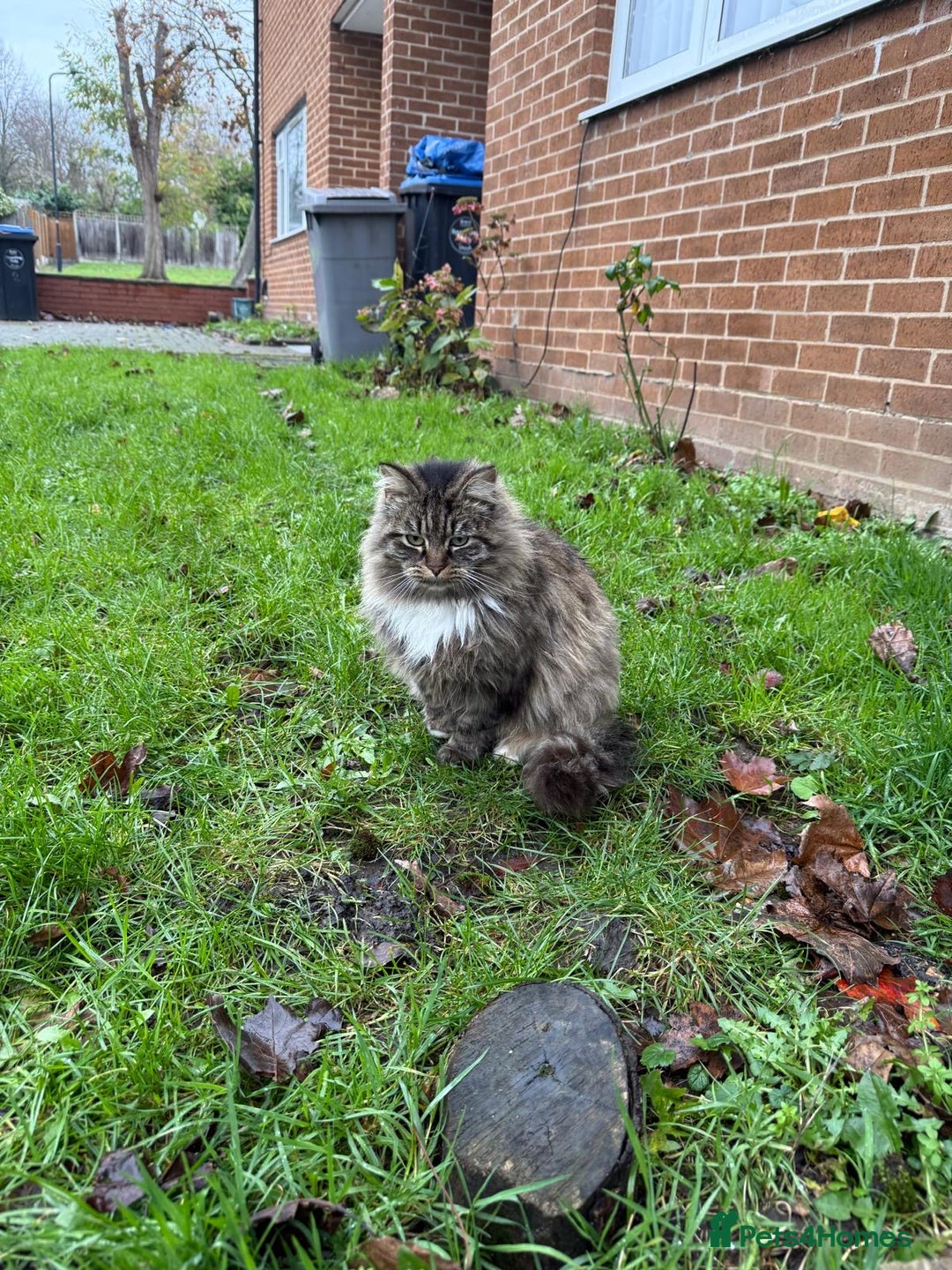 Mixed Breed cats for adoption: 2 year old rescue cat Gina needs forever home - Advert 1