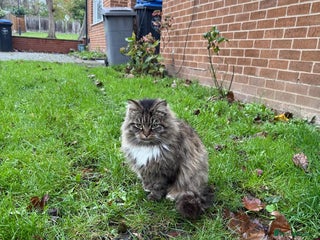 Mixed Breed cats 2 year old rescue cat Gina needs forever home - Advert 2