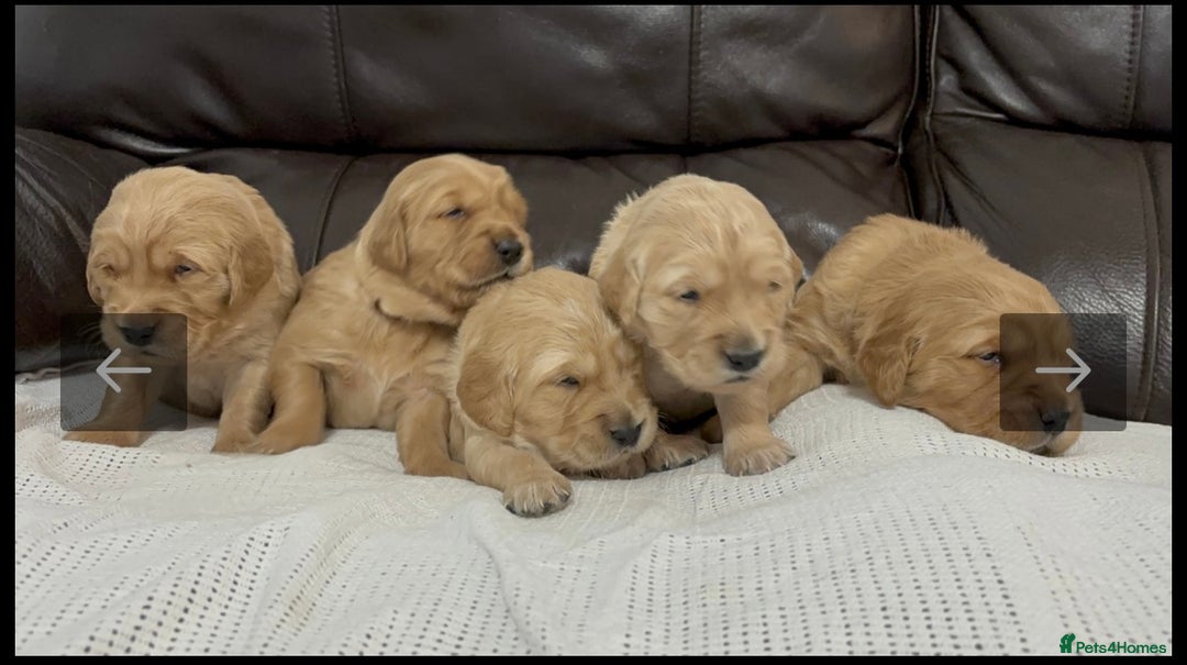 Golden Retriever dogs for sale: KC DNA tested gorgeous golden retriever puppies  - Advert 11