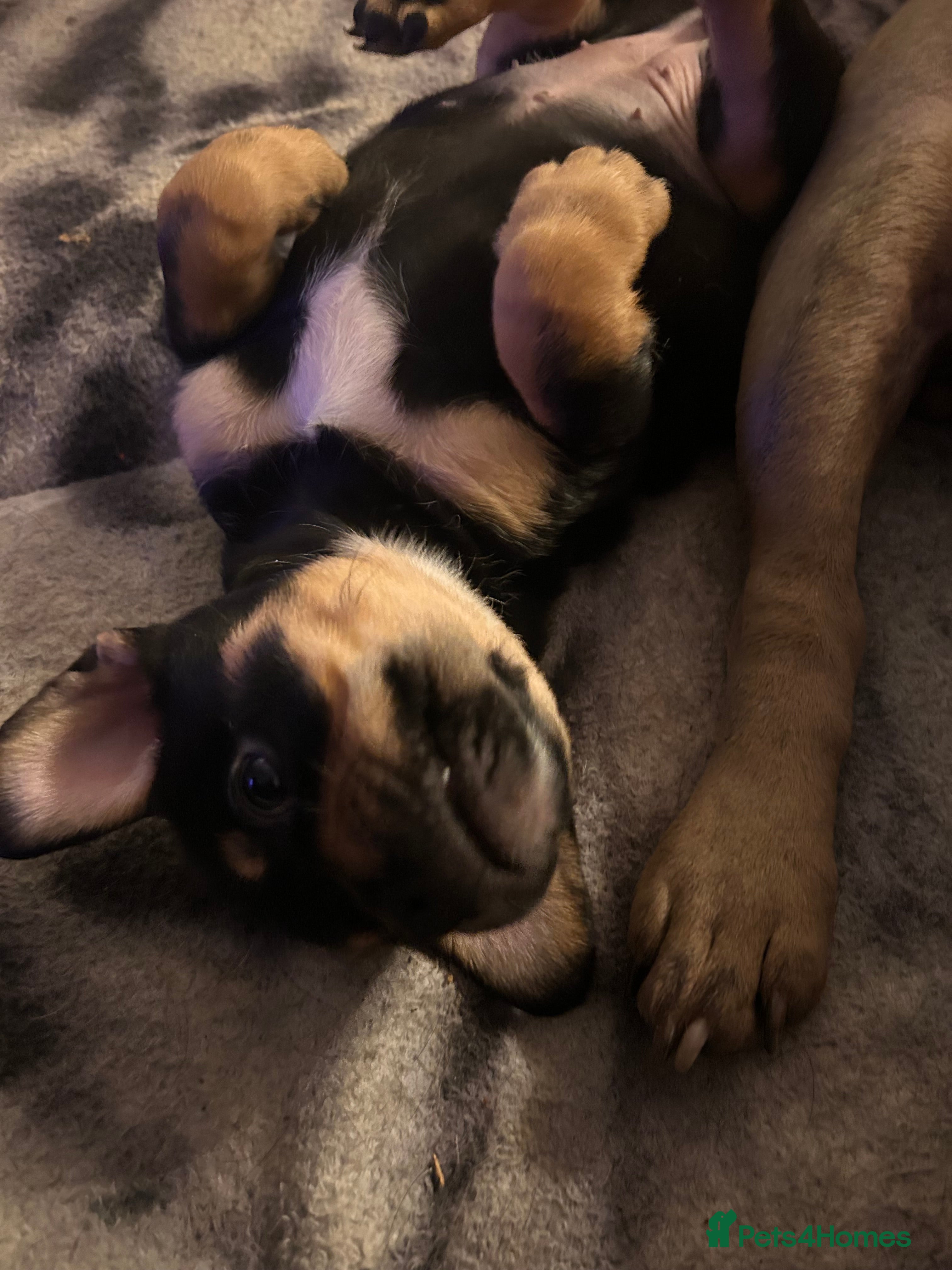 Mixed Breed dogs French Bullweiler - Advert 19