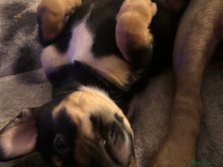 Mixed Breed dogs - Advert 21