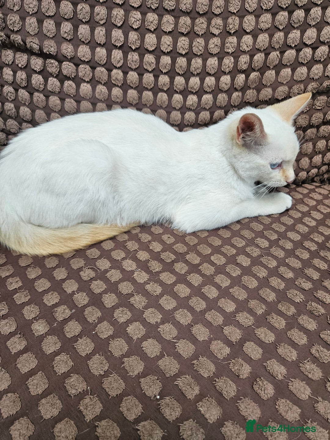 Ragdoll cats for sale: Cat 1 male - Image 3