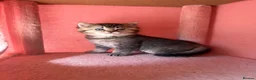 British Shorthair cats for sale: Looking for a new home!!! ready to collect  - Advert 7