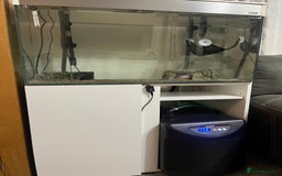 Axolotl reptiles for sale: 2 Adult male Axolotls and Full set up  - Image 3