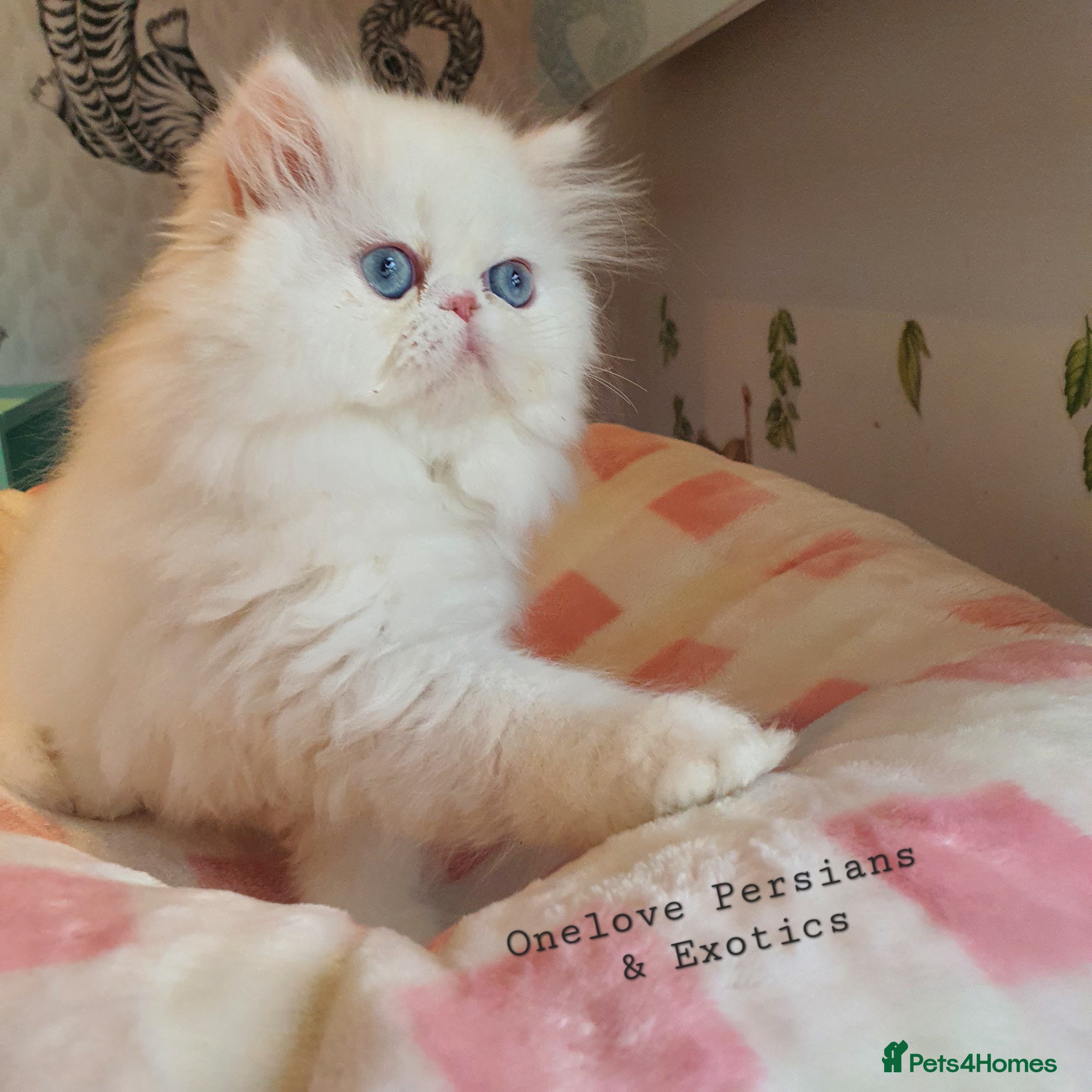 Persian cats 🎀🎀 GCCF Persian Kitten 🎀🎀 - Advert 5