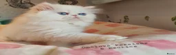 Persian cats for sale: 🎀🎀 GCCF Persian Kitten 🎀🎀 - Advert 1