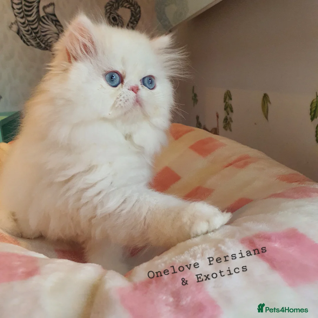 Persian cats for sale: 🎀🎀 GCCF Persian Kitten 🎀🎀 - Advert 1