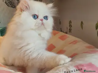 Persian cats 🎀🎀 GCCF Persian Kitten 🎀🎀 - Advert 2