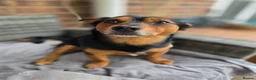 Chiweenie dogs for sale: Lovely 3 year old Diego for Rehoming 🐾💙 - Advert 10