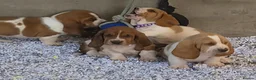 Basset Hound dogs for sale: KC BASSET HOUND PUPPIES FROM HEALTH SCORED PARENTS - Advert 15