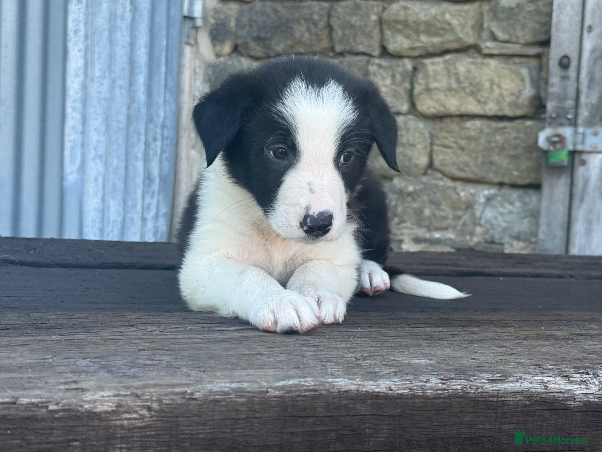 Border Collie dogs ISDS registered pups from amazing lines - Advert 1