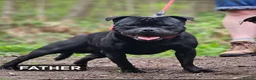 Staffordshire Bull Terrier dogs for sale: Blue & Black KC Staffie Puppies - Champ Bloodline - Advert 4