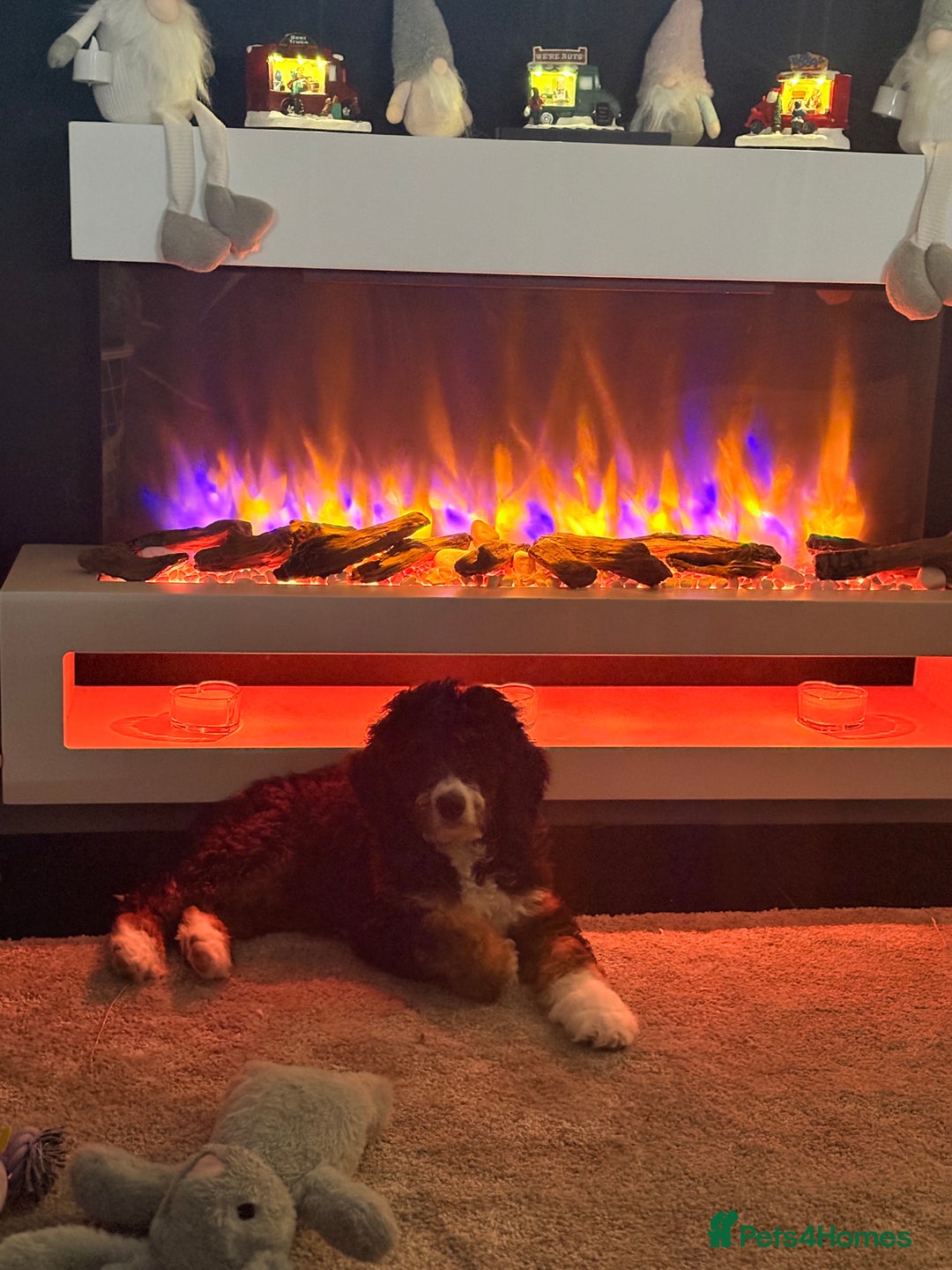 Bernedoodle dogs for sale: Gorgeous tri coloured Mini Bernedoodle female   - Advert 3