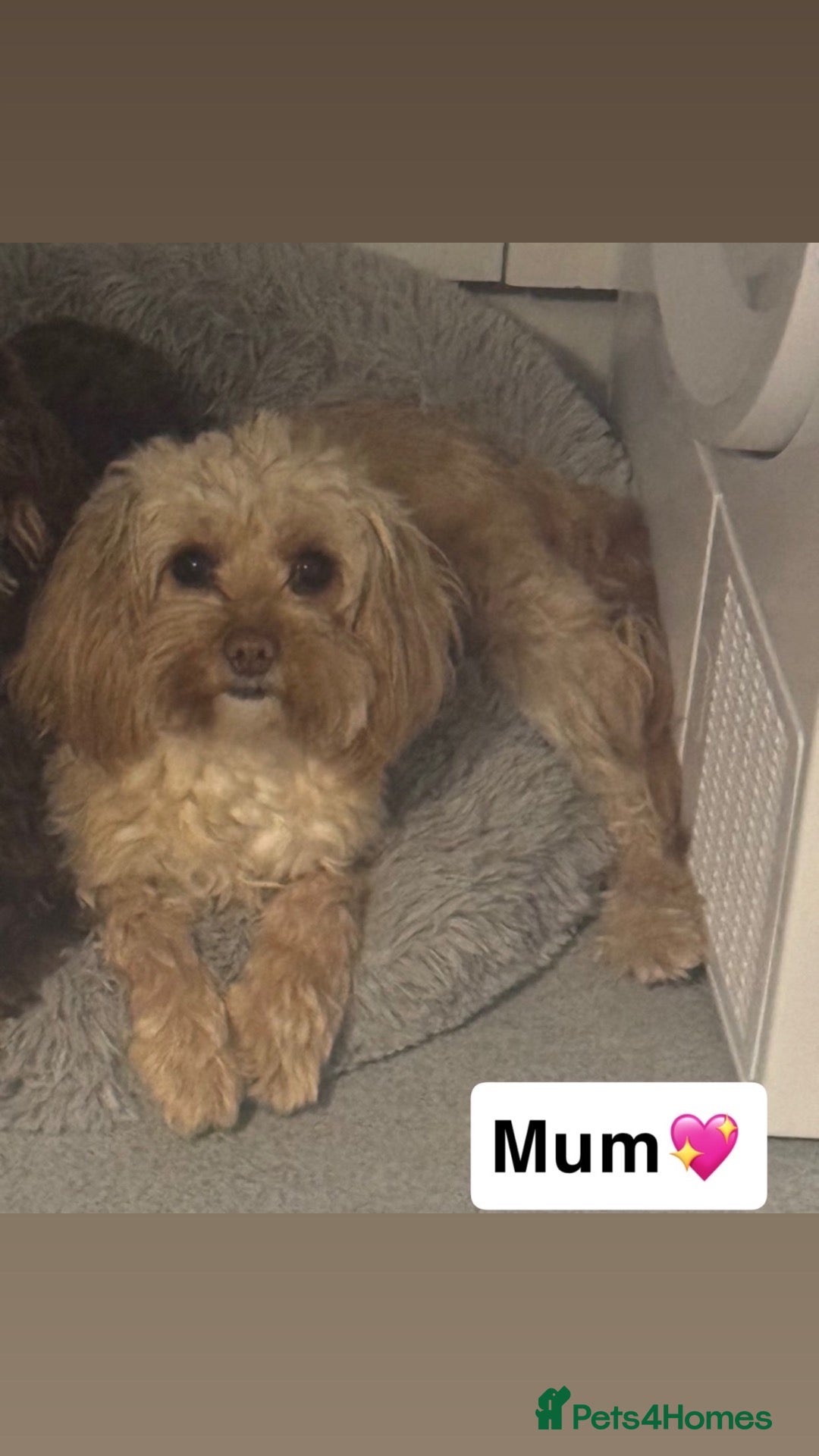 Mixed Breed dogs for sale: Cockalierpoos - Advert 2