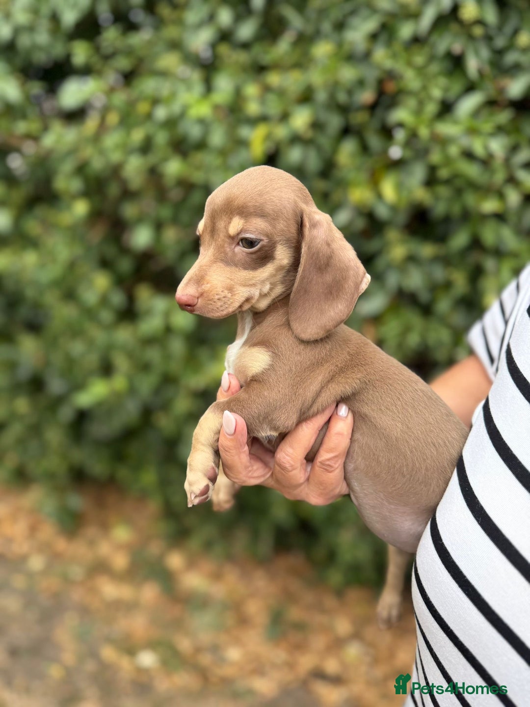 Miniature Dachshund dogs for sale: BEAUTIFUL MINIATURE DACHSHUNDS K.C REG!! - Image 3
