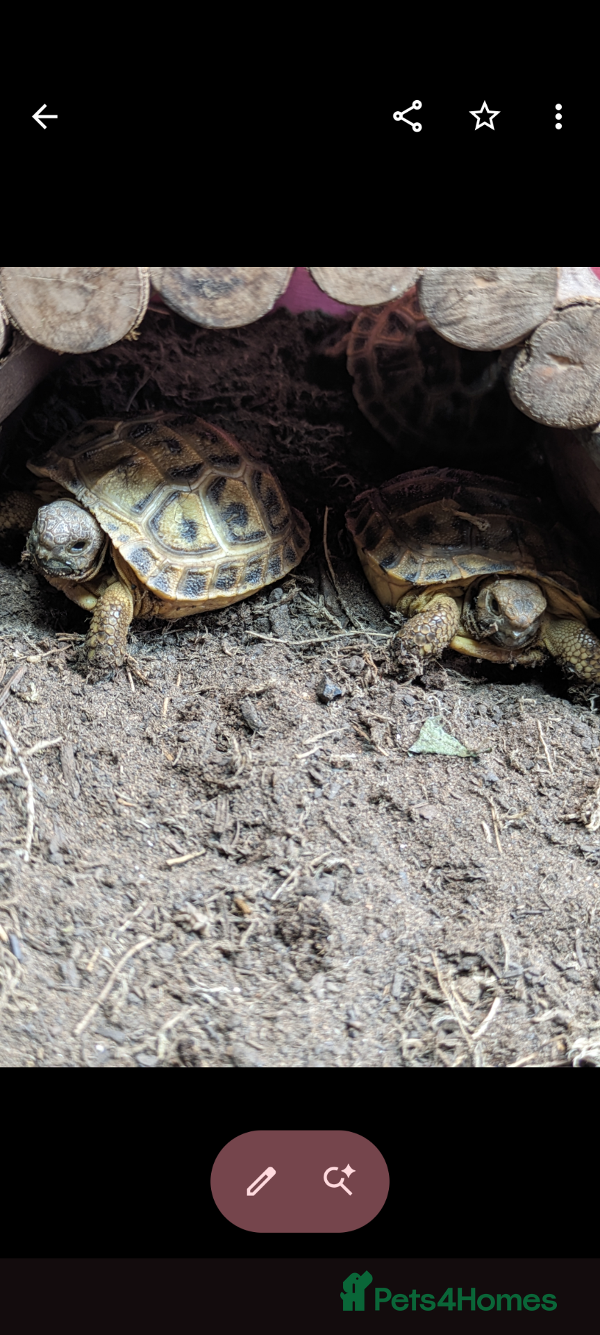 Tortoise reptiles Baby Horsfield tortoises  - Advert 2