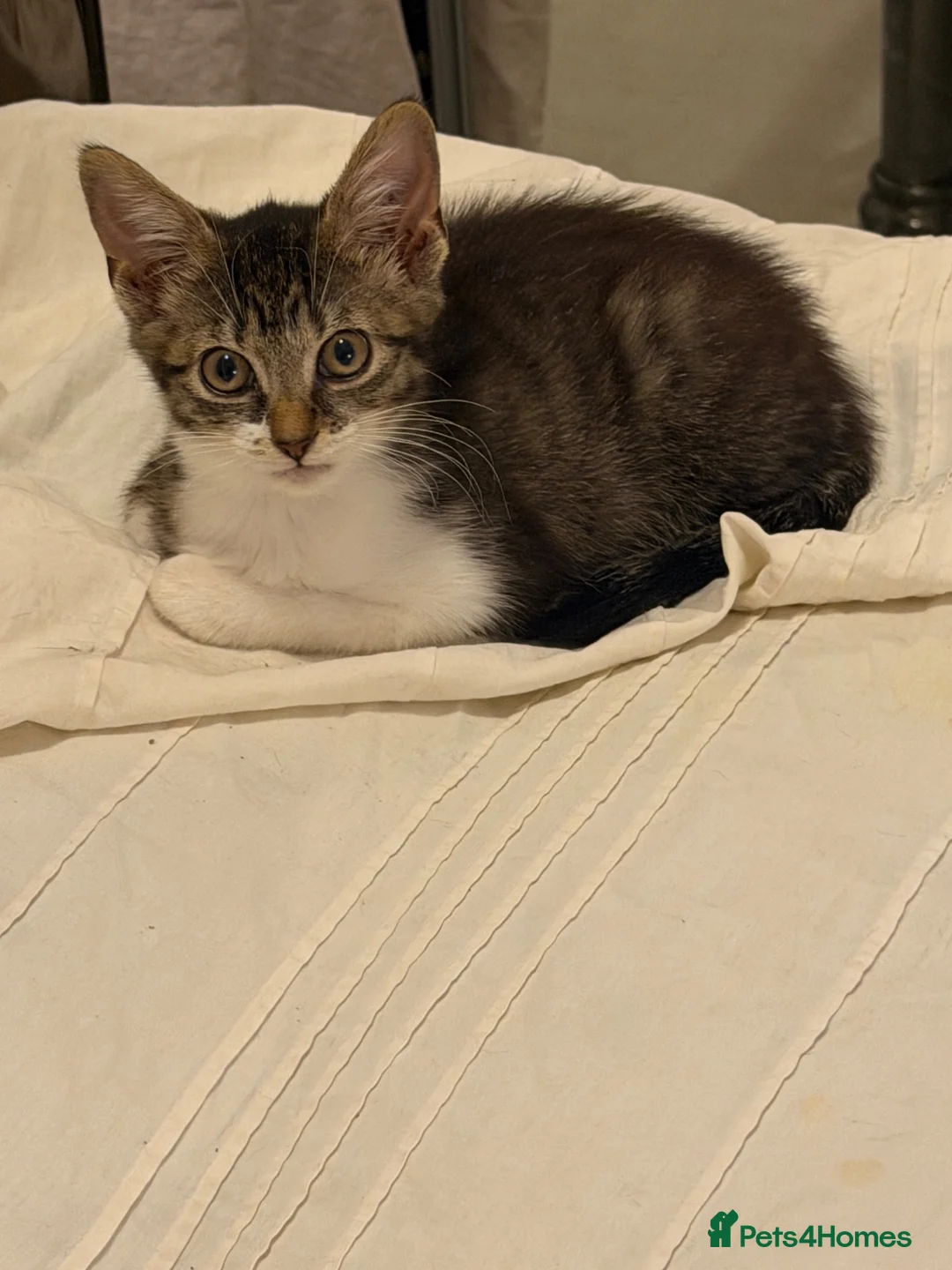 British Shorthair cats for sale: Tabby kittens, litter trained and healthy. - Advert 1
