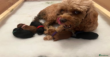 Cavapoo dogs - Advert 1