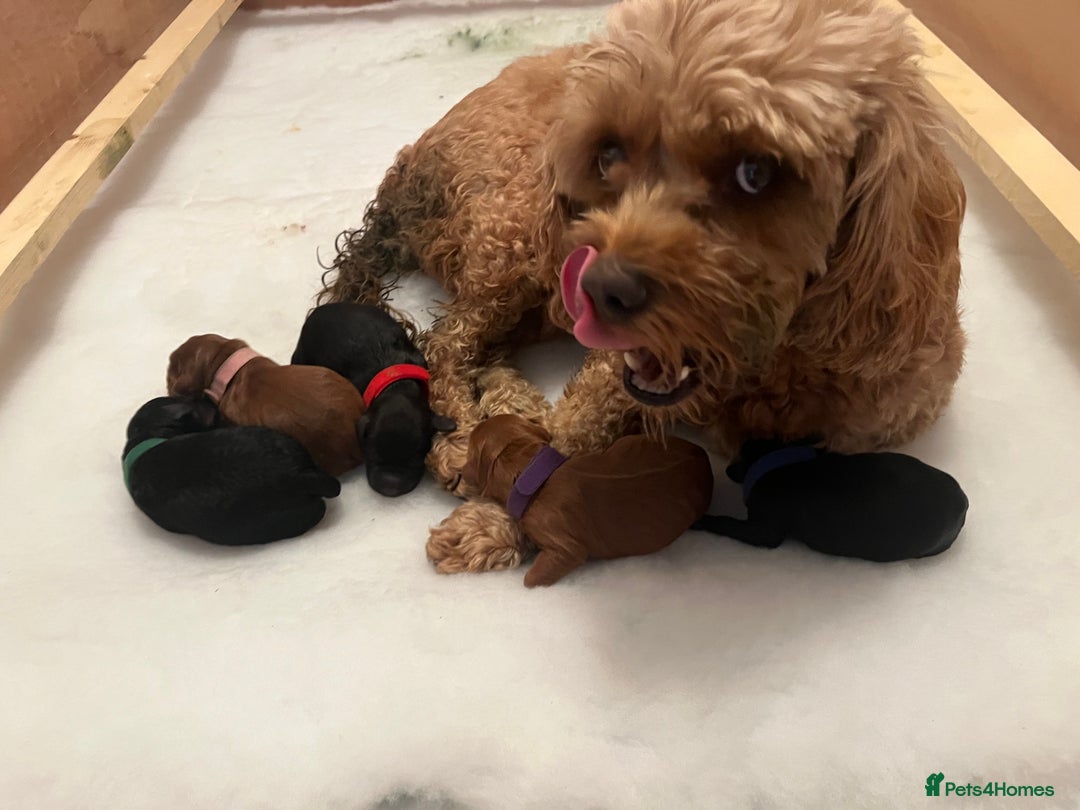 Cavapoo dogs for sale: Cute cavas for best homes only!  - Image 2