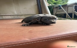 Staffordshire Bull Terrier dogs for sale: Blue Staffordshire puppies  - Image 7