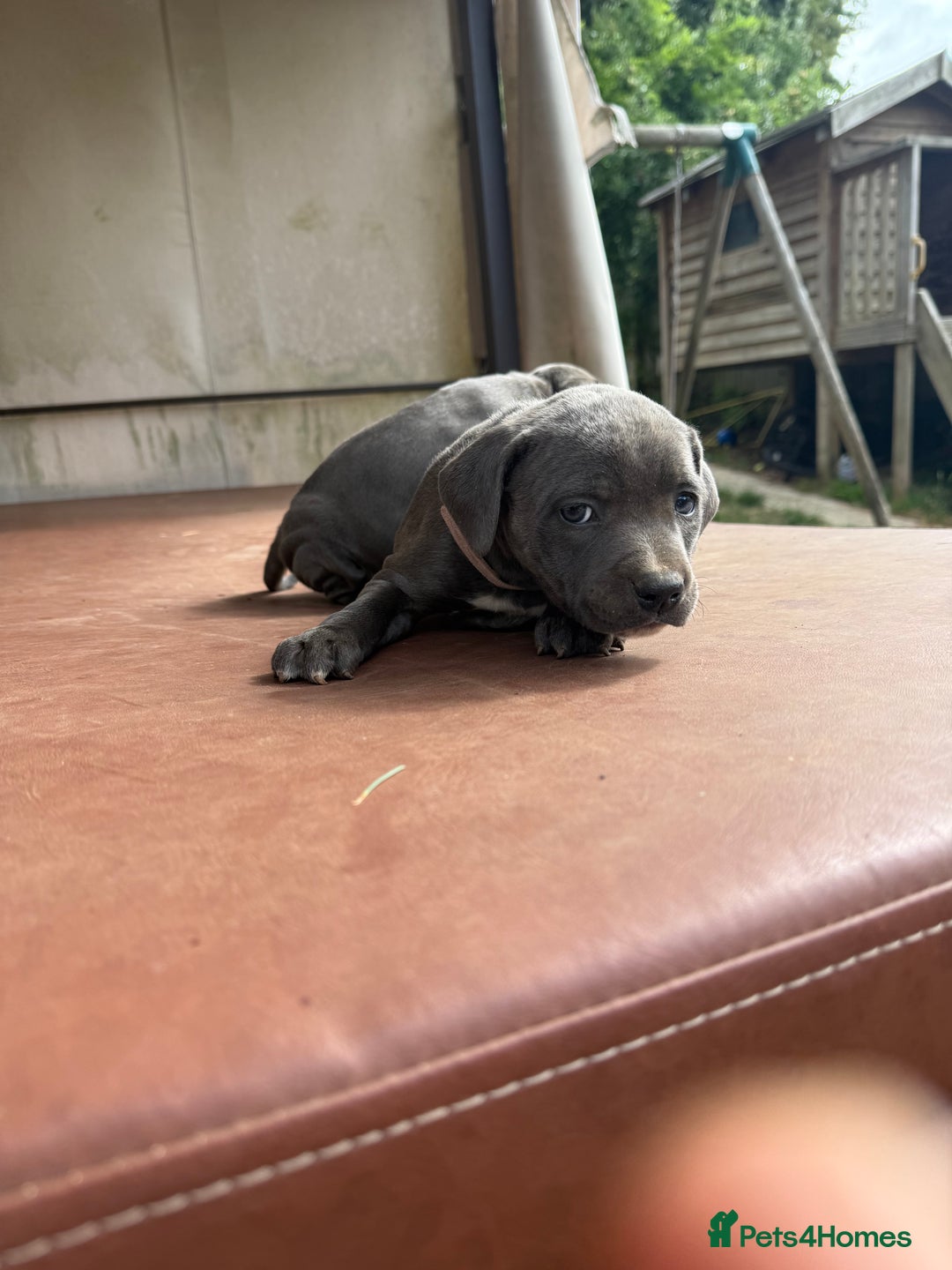 Staffordshire Bull Terrier dogs for sale: Blue Staffordshire puppies  - Image 7