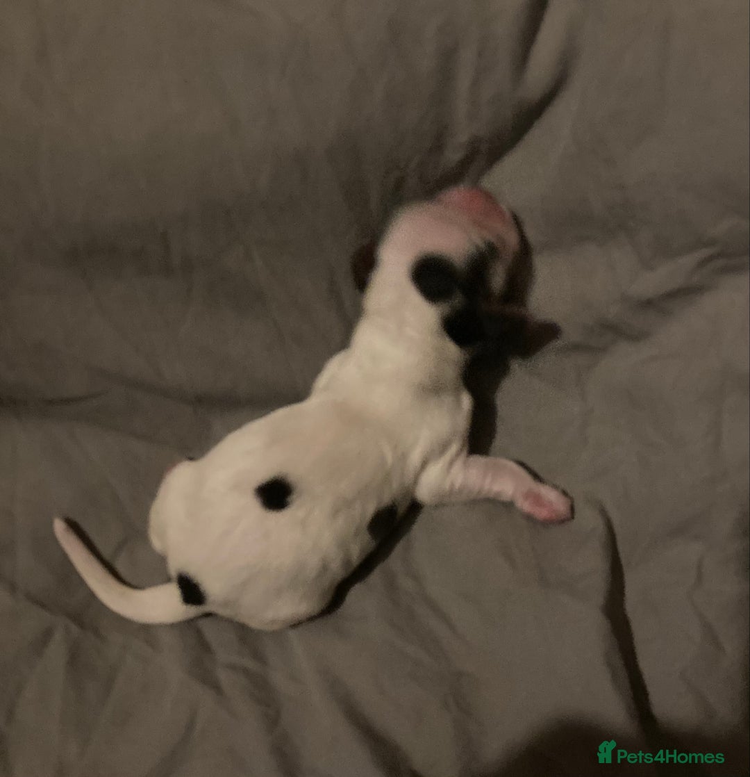 Cocker Spaniel dogs for sale: ‘Show Type’ Cocker Spaniel Puppies. KC Registered. - Image 11