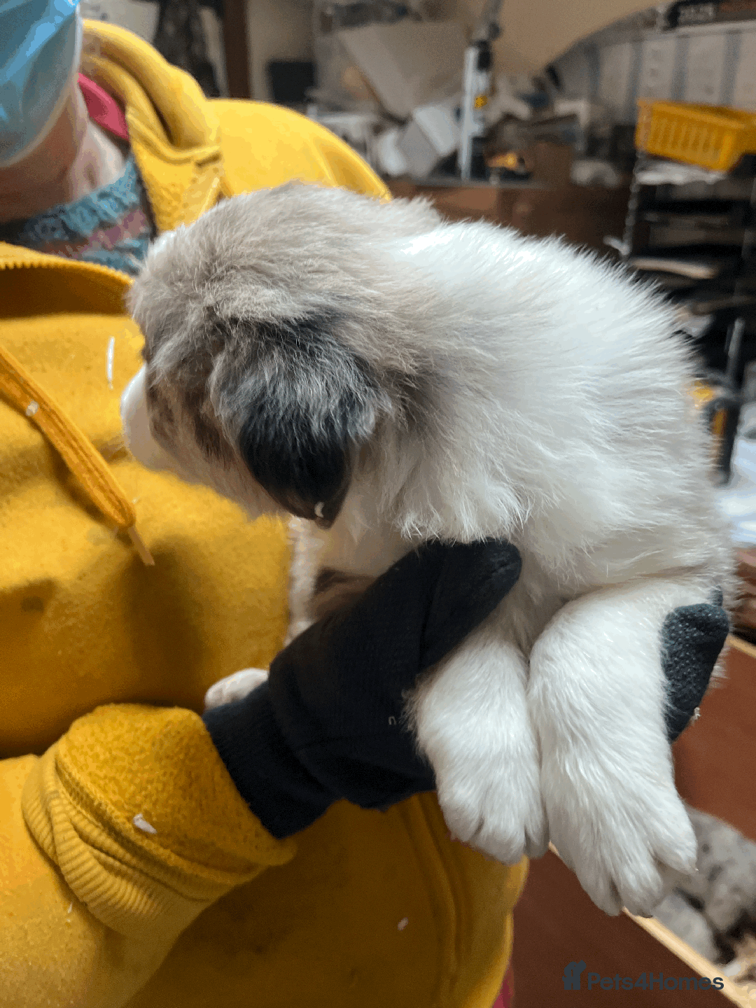 Border Collie dogs for sale: Border Collie (Long haired Blue merle) - Advert 12