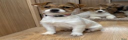 Jack Russell dogs for sale: Jack Russell Puppies… - Advert 22