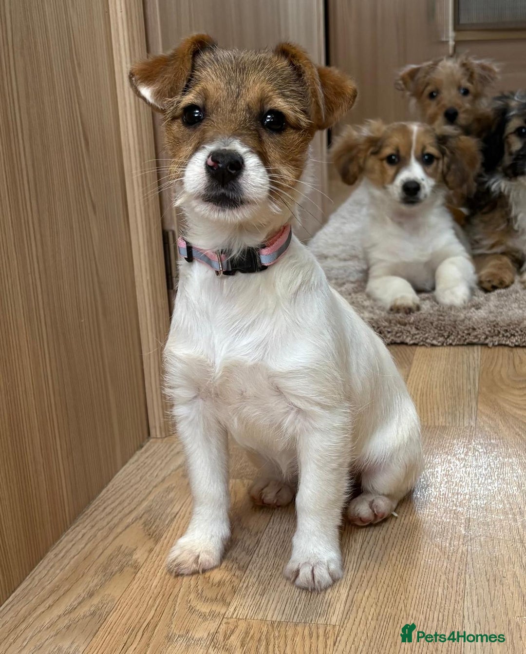 Jack Russell dogs for sale: Jack Russell Puppies… - Advert 22