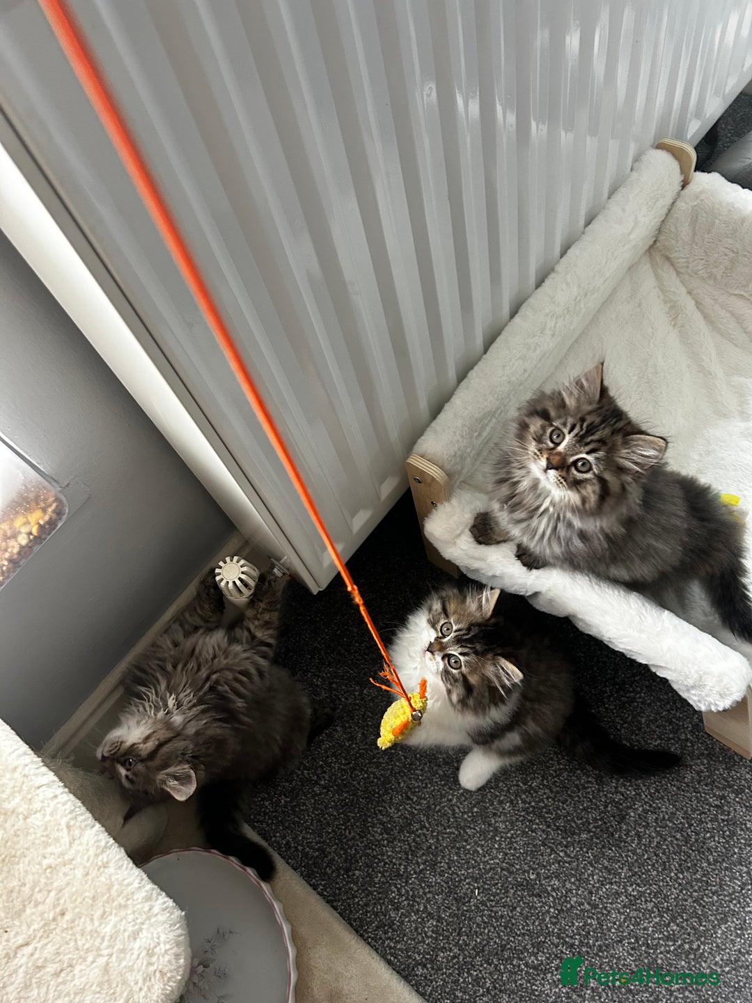 Persian cats for sale: Persian Kittens Looking for Loving Homes - Advert 13
