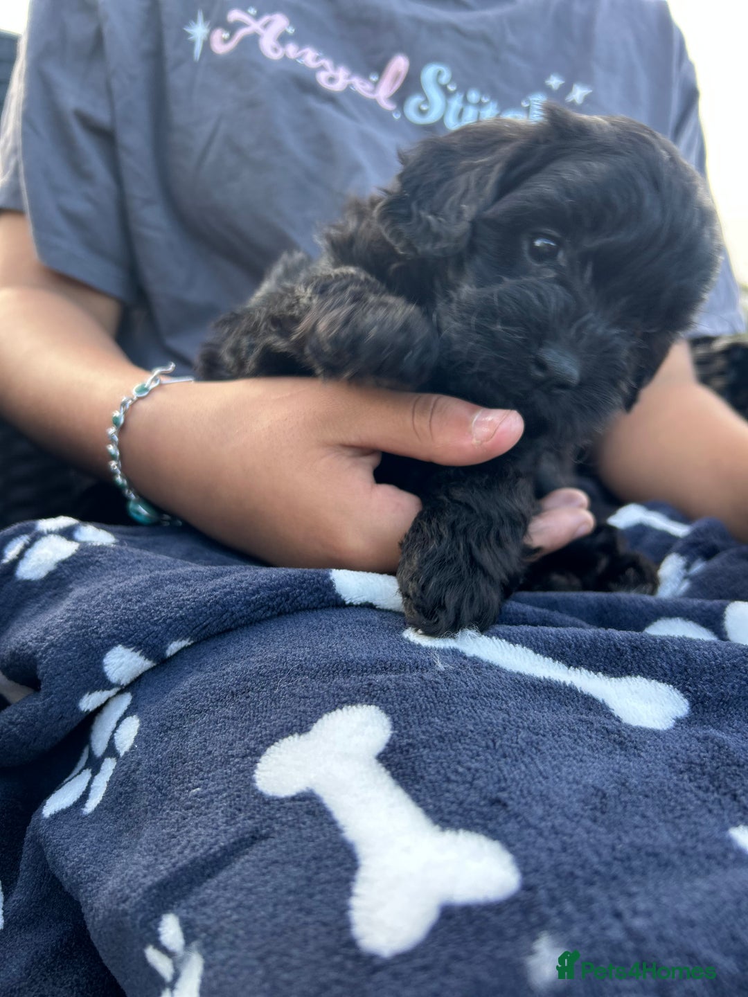 Cavapoo dogs for sale: Cavapoo puppies - Image 4