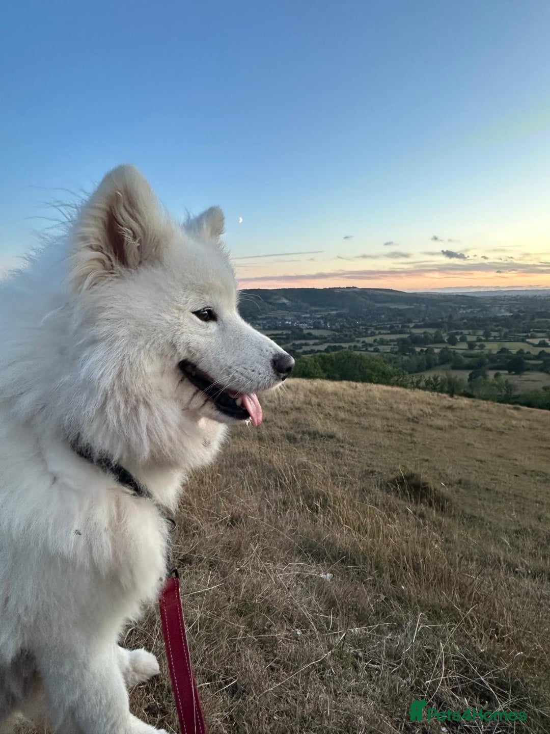 Samoyed dogs for sale: Female KC Registered Samoyed puppy  - Image 7