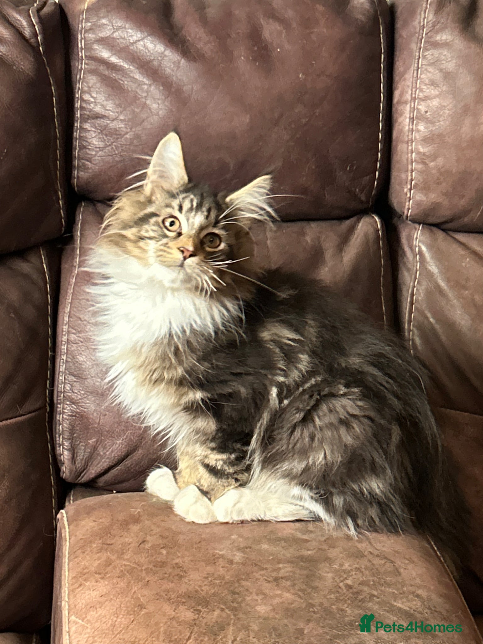 Maine Coon cats TICA Registered Maine Coon Kittens - Advert 16