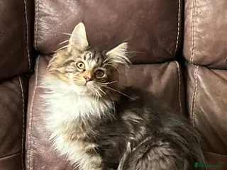 Maine Coon cats TICA Registered Maine Coon Kittens - Advert 16