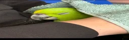 Parrots birds for sale: Fully tamed yellow naped Amazon parrot  - Advert 2