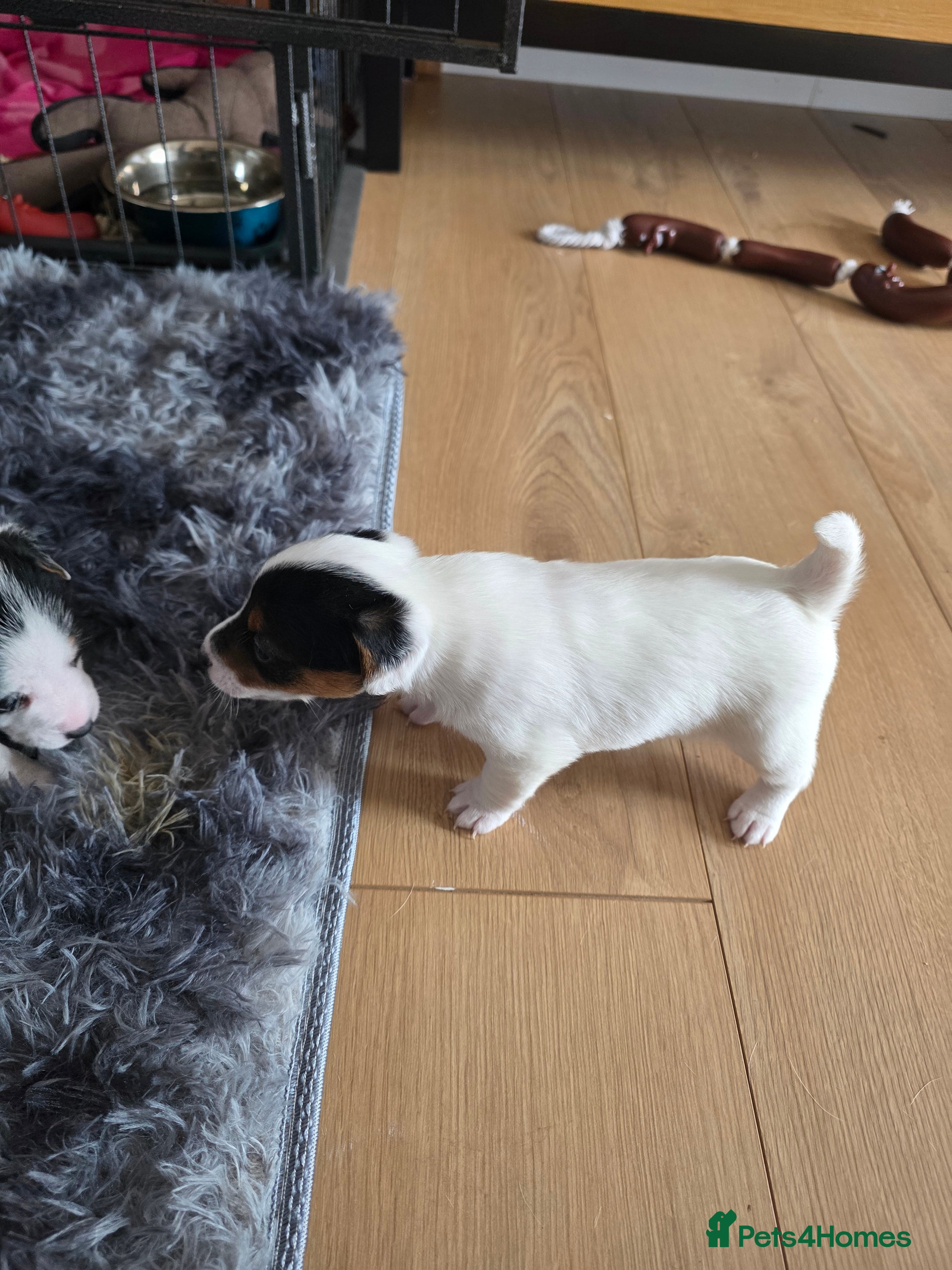Jack Russell dogs 3 Jack Russell boys available  - Advert 7