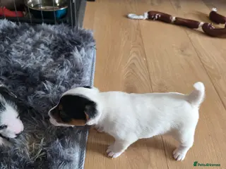 Jack Russell dogs 3 Jack Russell boys available - Advert 7