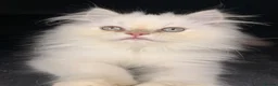 Persian cats for sale: ❗️One Left❗️ Persian kittens for sale 🥰 - Advert 5
